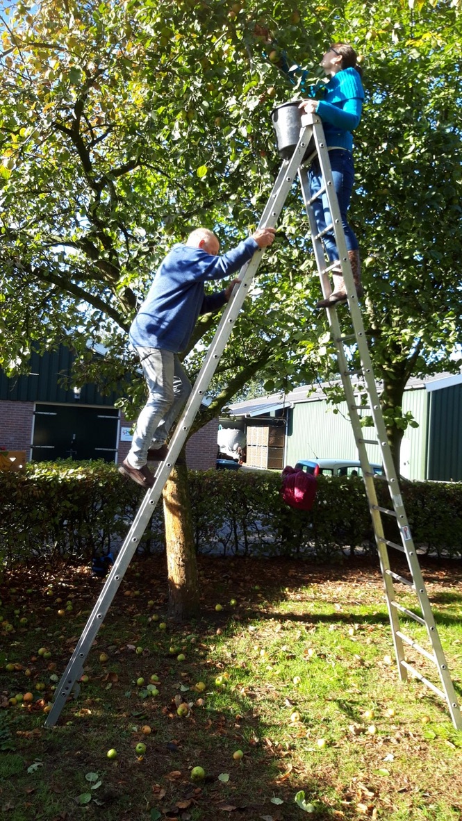 Vrijwilligers plukken appels uit een appelboom
