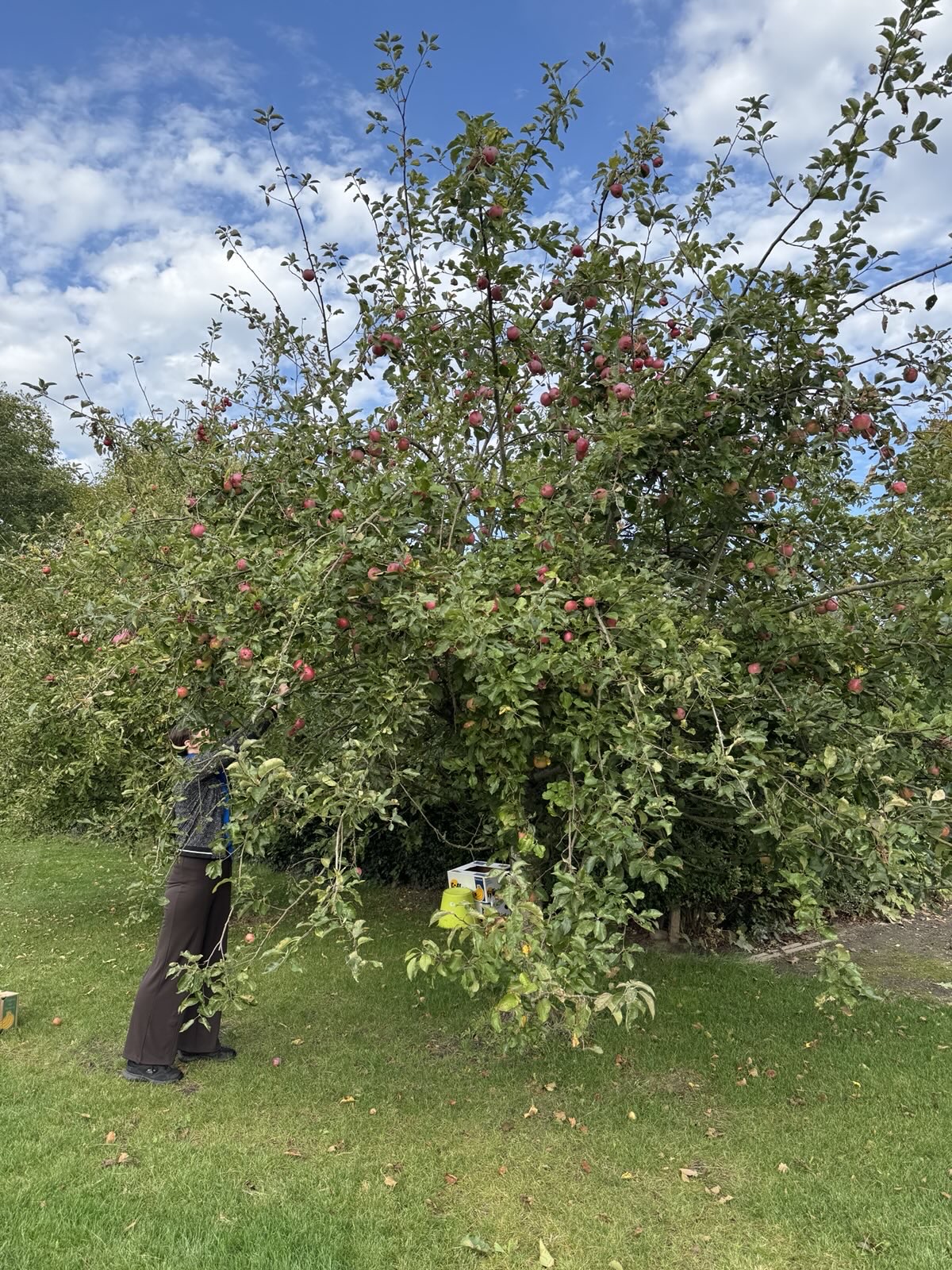 Vrijwilliger noteert appelbomen op een kaart