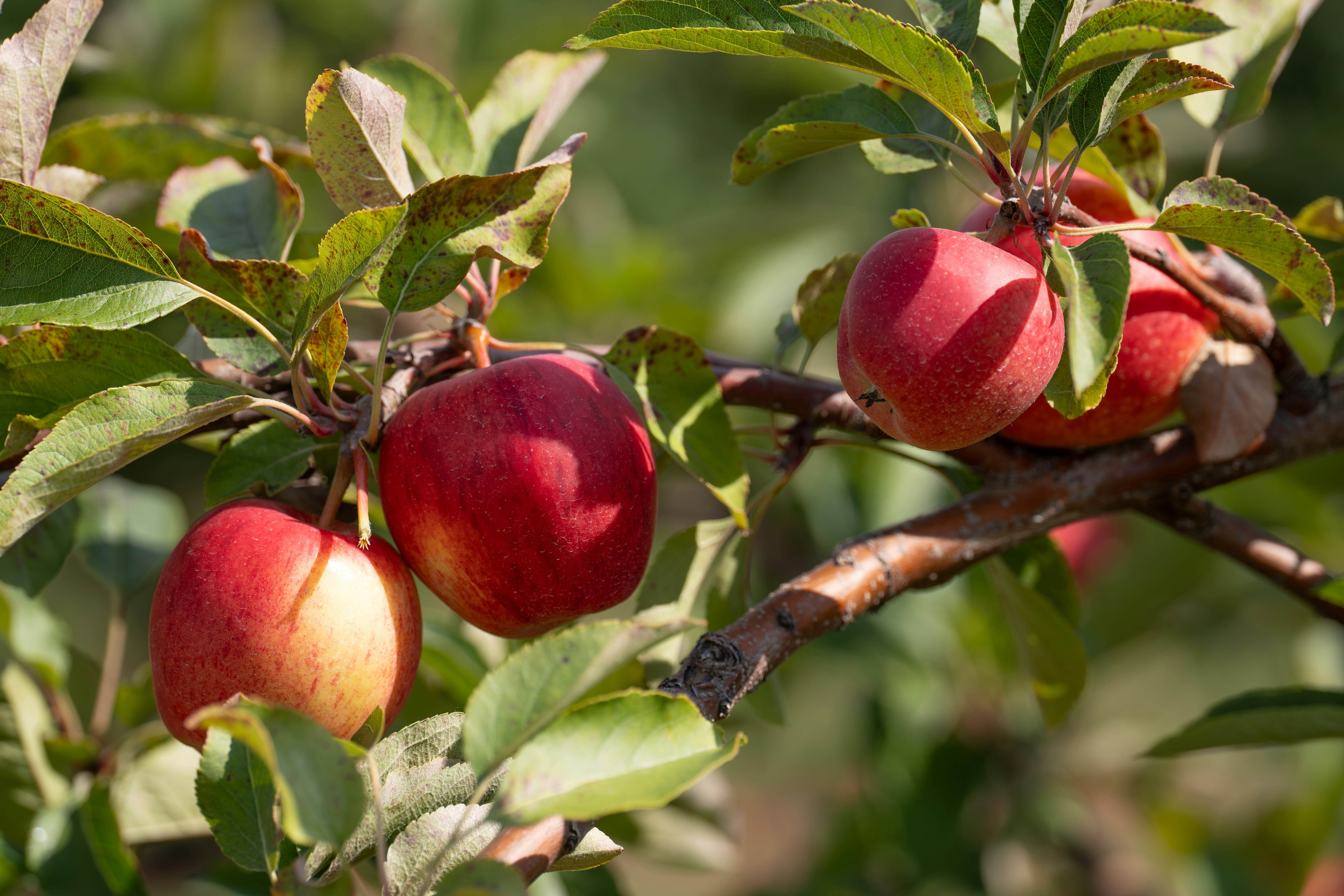 Hand plukt een rode appel van de boom